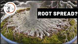 Creating a Bonsai Root Spread | The Bonsai Supply