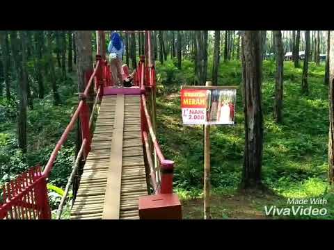 Wisata Terhots Dicilacap Kemit Forest Natural Sidareja Wisata Terhots Dicilacap Kemit Forest Natural Sidareja