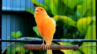 Download Lagu Healing Bird Melodies – Belgian Canary Songs for Stress Free Sleep and Calmness – ASMR MP3