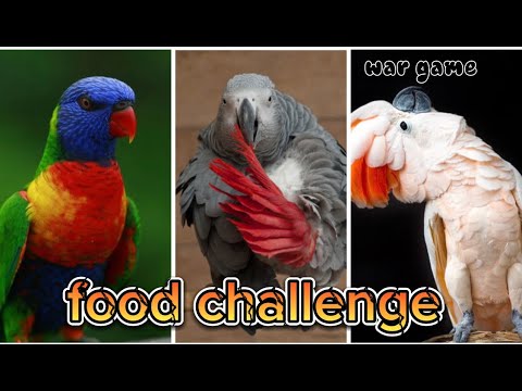 food war between my birds| pet food challenge #viralchallenge