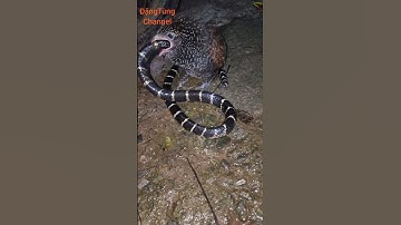 Bìm bịp ăn rắn cạp nia bắc cực độc huấn luyện chim săn mồi #venomouscobra #punjabisong