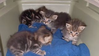 Several kittens rescued at Kennywood