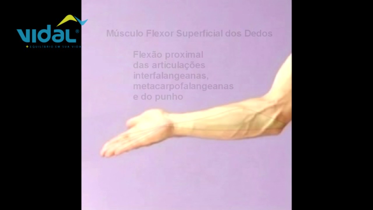 Músculo Flexor Superficial dos Dedos Vidal YouTube Músculo Flexor Superficial dos Dedos Vidal YouTube