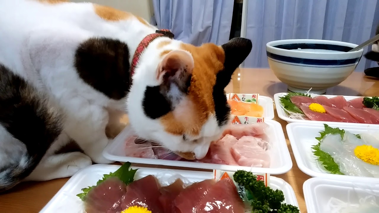 今夜も猫と手巻き寿司 Youtube