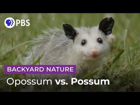Video: Opossum-fakta – den misforståede og hjælpsomme opossum