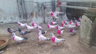 Nazir sayyed pigeons mumbai (8082047249)