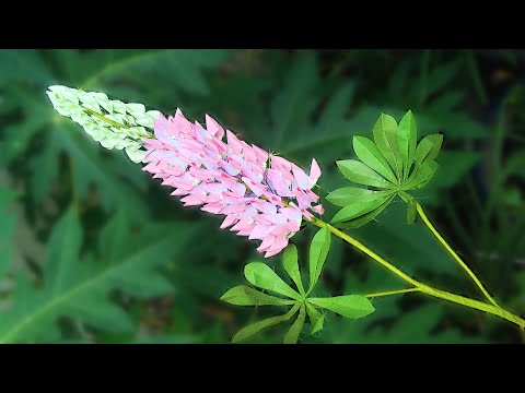 Video: How To Make Lupins From Colored Paper
