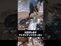 ウロコの意外な使い道