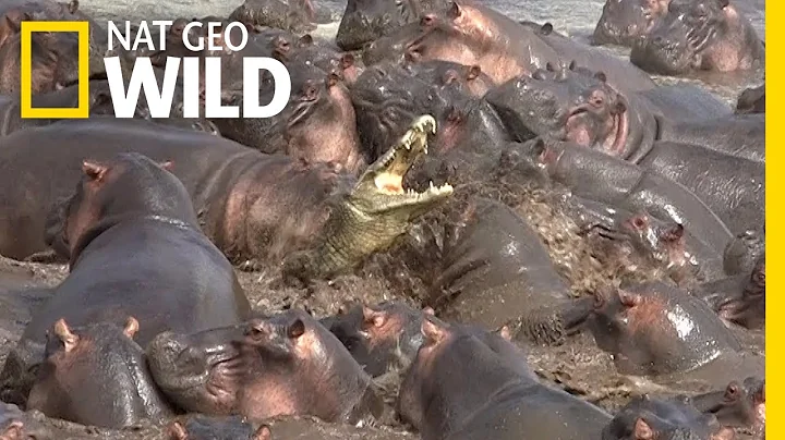 Watch What Happens When a Crocodile Walks Into a Herd of Hippos | Nat Geo Wild - DayDayNews