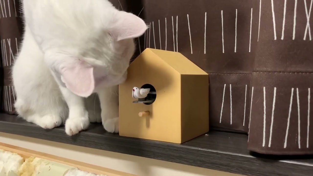 猫と鳩時計 - YouTube