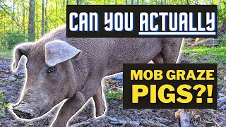 Rotationally 'Grazed' Pigs Make the Tastiest Bacon. And It's Easy Too! by PJ Howland 1,348 views 11 months ago 10 minutes, 42 seconds