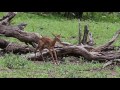 New Born Baby Antelope's First Steps in the Wilderness of the Kruger Park