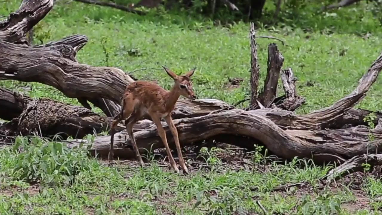 New Born Baby Antelope's First Steps in the Wilderness of the Kruger Park YouTube