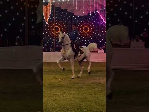 رقص خيول عربية اصغر مدرب ادب خيل في مصر محمد هشام سرحان