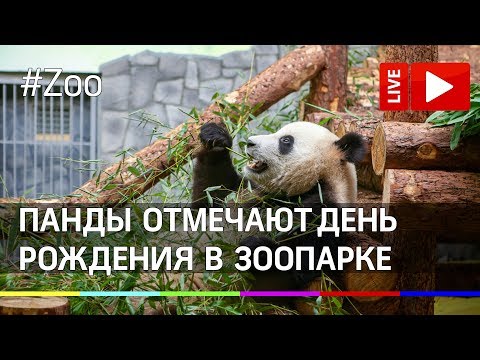 Китайские панды отмечают свой День Рождения в Московском зоопарке. Прямая трансляция