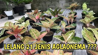 🔴 [LIVE] LELANG AGLAONEMA BONGGOL (GROUPING) || WA.085769667097