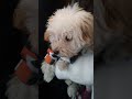 Грустный щенок с  хозяйкой.