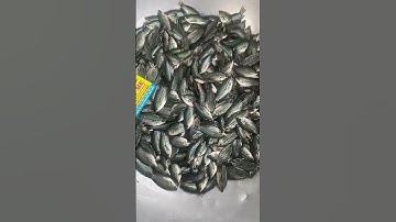 Cung cấp cá sặc rằn giống. Hỗ trợ kĩ thuật nuôi và đầu ra cá thịt giá tốt 0909770509