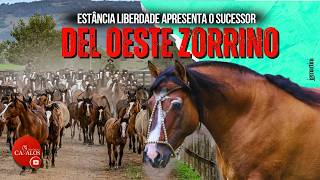 Del Oeste Zorrino, Palermo and FICCC Grand Champion, keeps the genetics alive at Estância Liberdade
