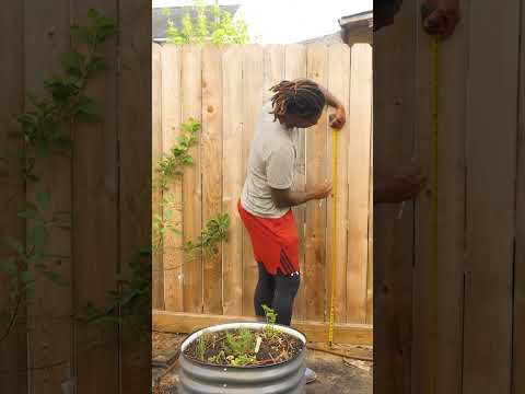 Video: Ampelachtige planten voor de tuin, terrassen, tuinhuisjes