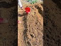 Watering a long brown soil mound neatly using a manual plastic bucket tool in an outdoor farm area