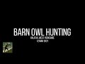 Barn Owl Hunting - 12/03/2021 (Calderdale)