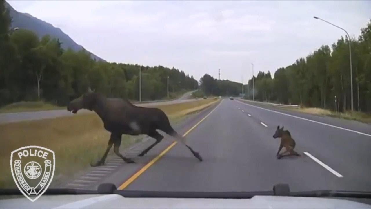 Cop's Heart-Stopping Encounter With 2 Moose on Highway - YouTube
