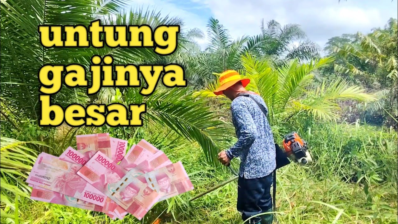 Kalau gak gajinya besar mana mau tebas rumput di kebun kaya gini