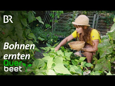 Video: Was sind Erntebohnen: Bedingungen für den Anbau von Erntebohnen