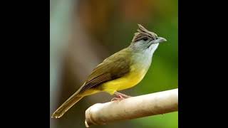 Download Lagu Burung kapas tembak gacor pajang joso top buat masteran murai batu kasar  MP3