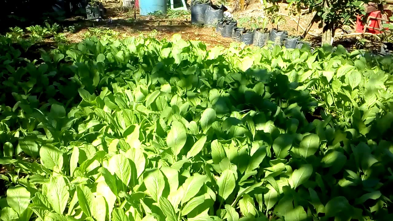 Sawi Hijau In English / Sawi Hijau T | KEBUN RUMAHAN / (sawi jabung