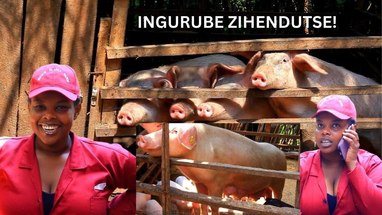 NIBA WIFUZA ICYORORO CY'INGURUBE NZIZA CYANGWA AKABENZI, BANA NATWE MU KIGANIRO!