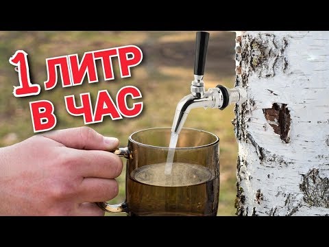 Как Собрать Березовый Сок? Самый лучший, простой и качественный способ! Лайфхак!