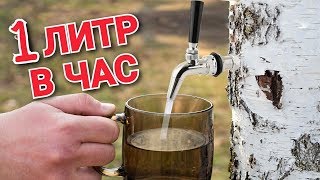 Как Собрать Березовый Сок? Самый лучший, простой и качественный способ! Лайфхак!