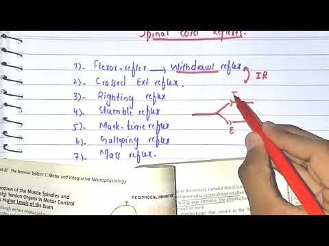 Spinal Cord Reflexes || Flexor/Withdrawal Reflex || Crossed Extensor Reflex || Guyton Chapter 55