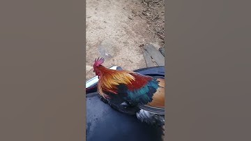 cuab tau ib tug lau qaib qus lawm thiab