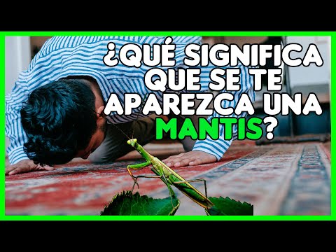 Video: ¿La mantis religiosa da buena suerte?