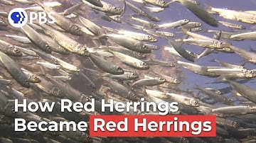 Red Herring | Say What?! Animal Idioms