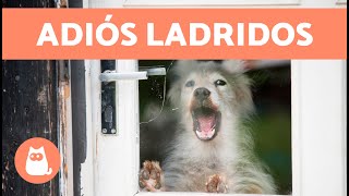 Cómo EVITAR que tu PERRO LADRE cuando LLAMAN a la PUERTA  (en 4 Pasos)