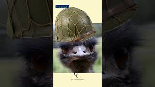 Emu Armageddon: Australia's Bizarre Battle #shorts #ytshort #shortsvideo