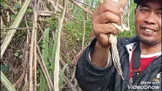 perburuan kali ini dapat burung cucak rawa jawa dan prenjak tebu