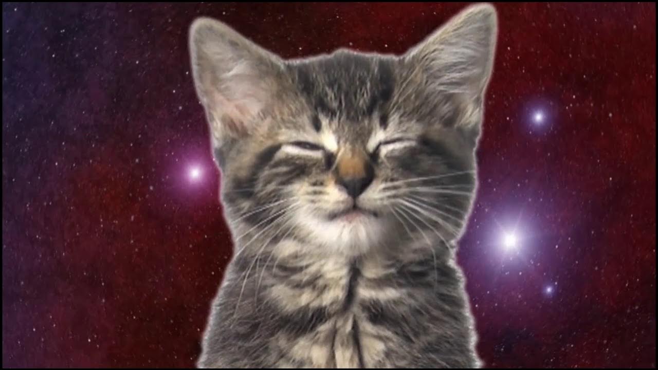 Включи кот петь. Космические котята. Котики поют в космосе. Котята поют в космосе. Милые космические котики.