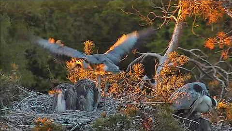 2017 05 25 21h54m wing exercises