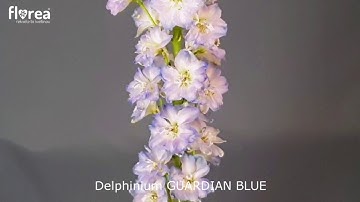 Delphinium GUARDIAN BLUE - Florea.cz
