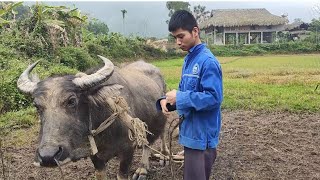 plowing _ harrowing _ herding pigs _ Orphan boy.