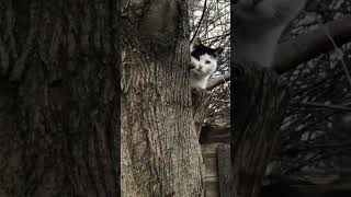 Дикие кошки, уличные кошки тянуться к человеку. #cats #cat #dramecs #cute #cuteanimals ##animals