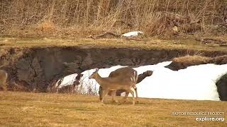 Decorah North : Deers at the Valley of the Norths (explore.org 03 06 2022)