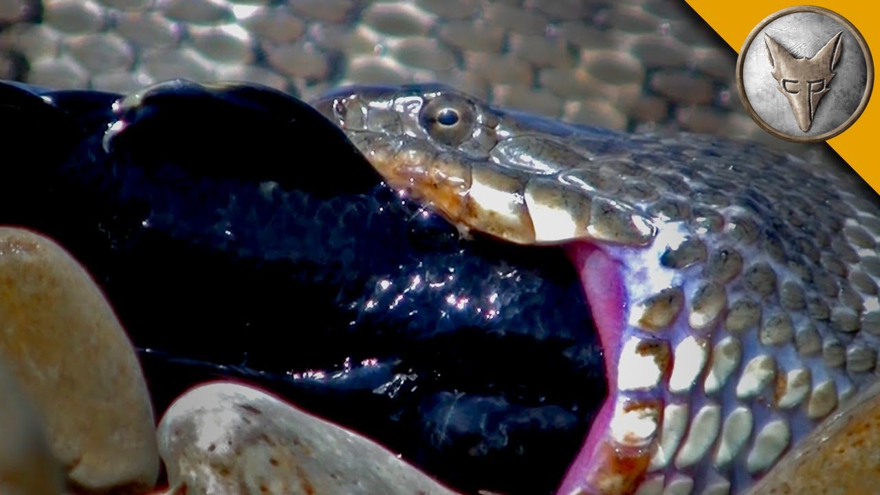 Water Snake Eats a Super Sized Goby!