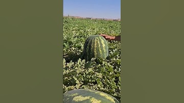 استمع إلى القران الكريم كلام الله تعالى منه بدأ واليه يعود لعلك ترحم#
