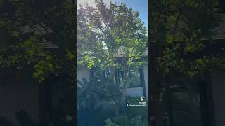 Trimming a crêpe Myrtle tree #arborist #money #bluecollarlogger #treeservice #landscape #tree